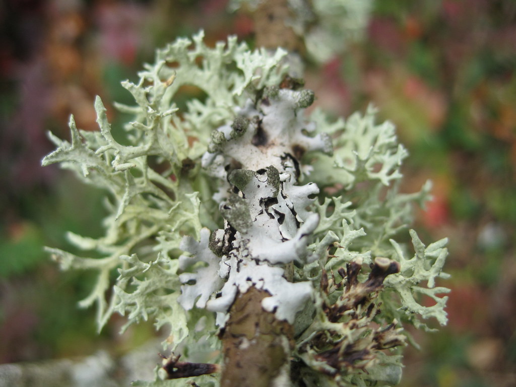 wales llanllyr garden 110 pitjies Flickr