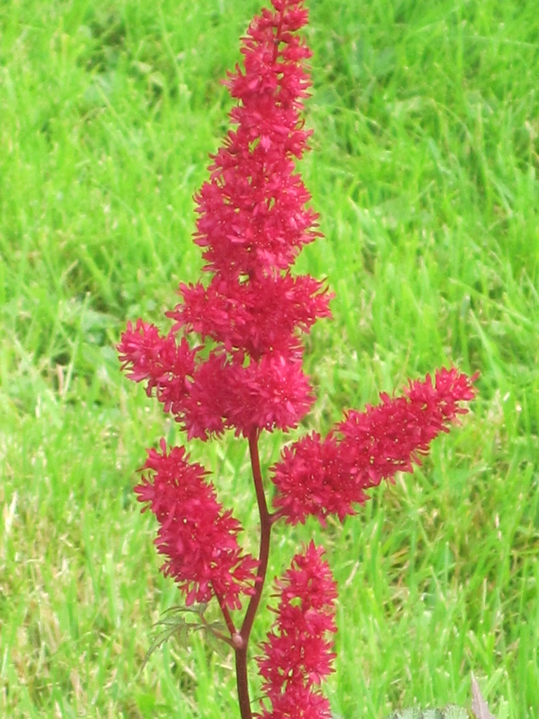 wales llanllyr garden 172 pitjies Flickr