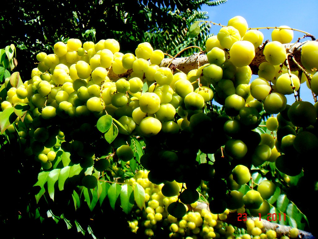 Phyllanthus acidus (L.) Skeels a photo on Flickriver