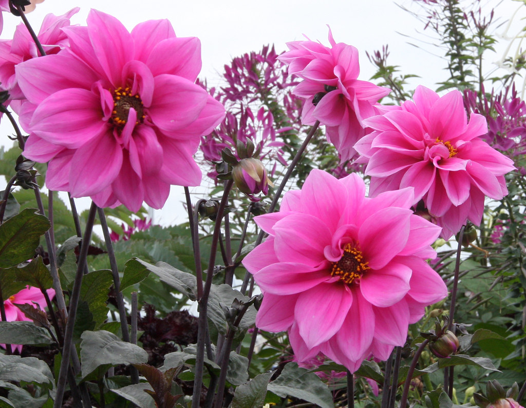 Dahlias in Victoria IMG_7835PS CropA AdjL Gainesville Photo Flickr