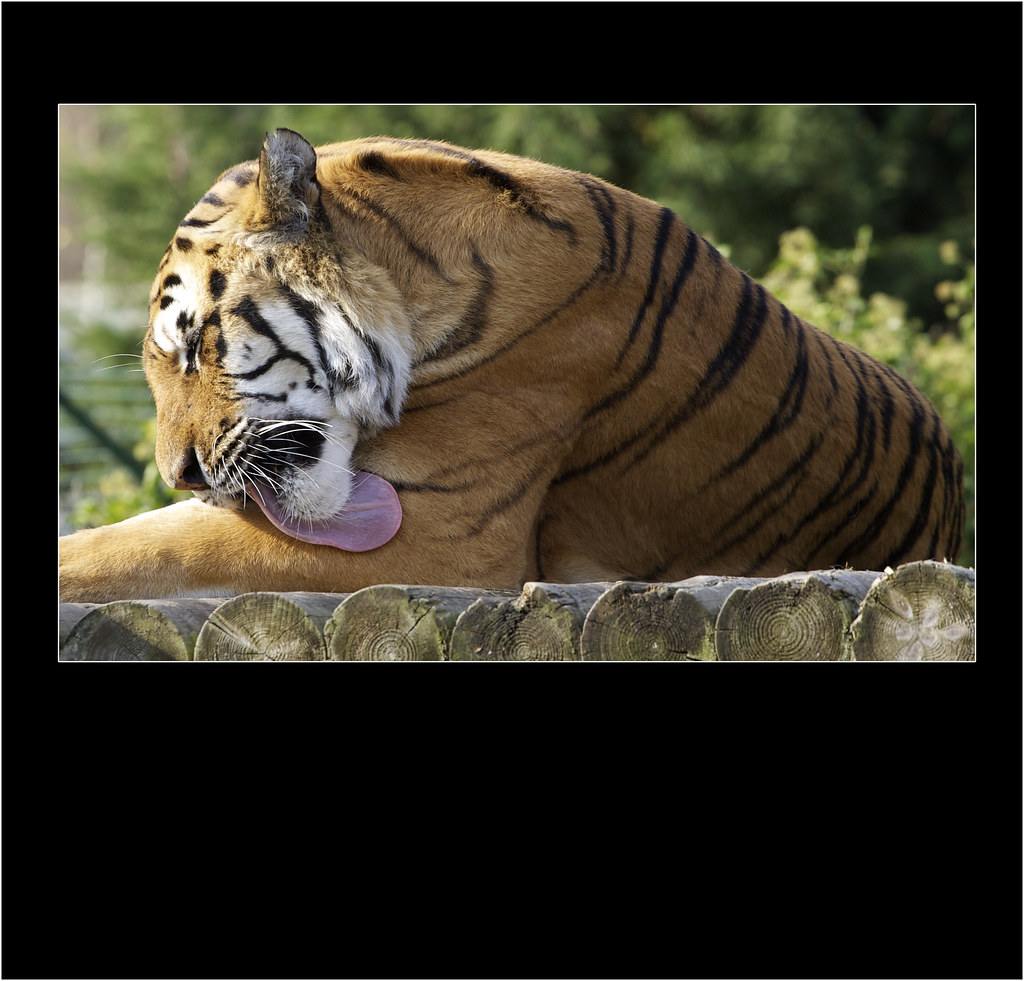 Tiger cleaning Andy FriendSmith Flickr