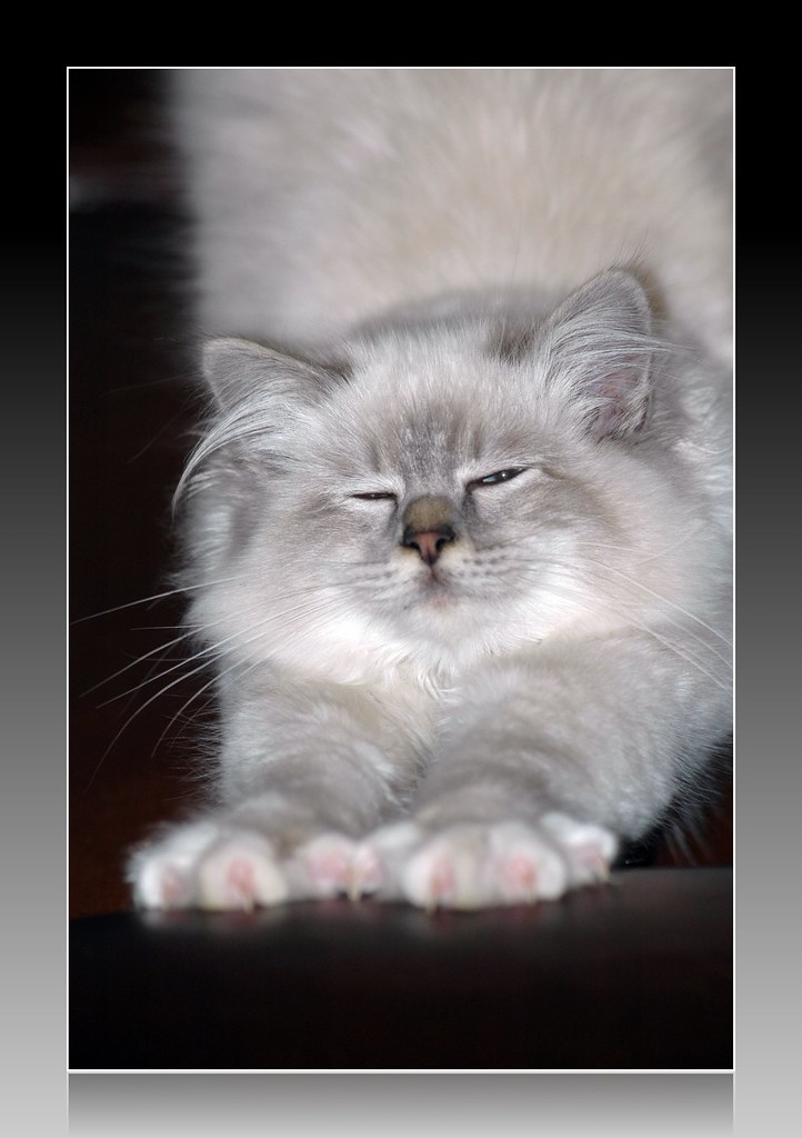 Wallace Sacré de Birmanie blue tabby Algom Flickr