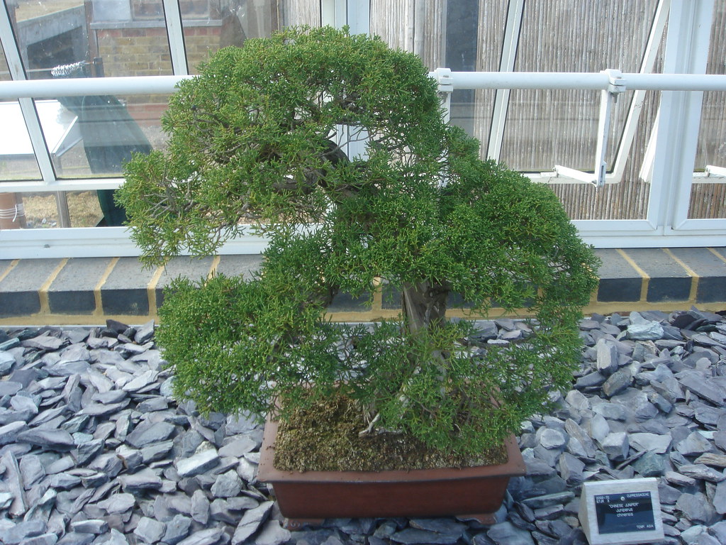 Bonsai, Kew Gardens Graham Little Flickr