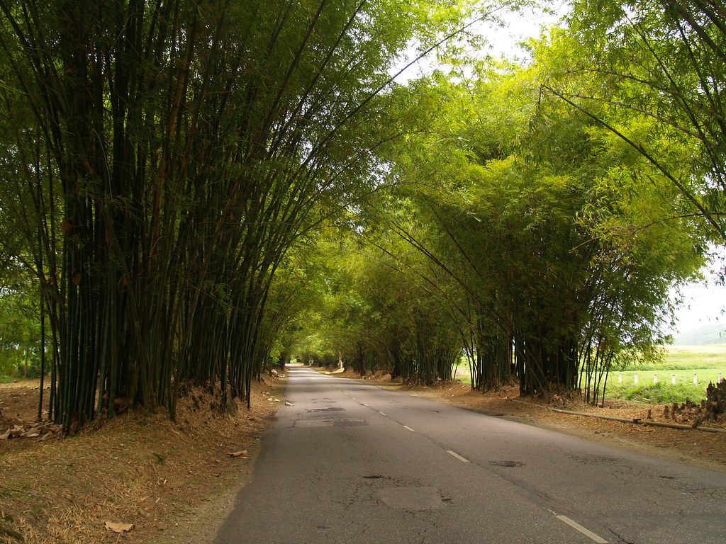 Bamboo Avenue, St. Elizabeth, Jamaica a stretch of about 4… Flickr
