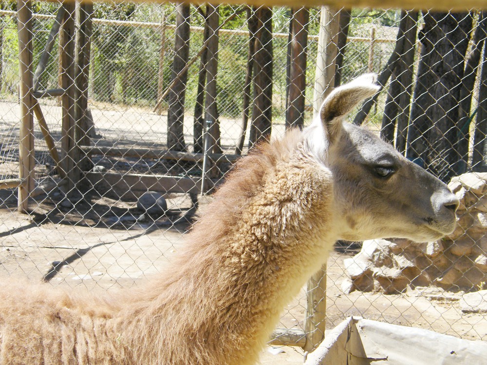 Buin Zoo Fotos / 18 Buin Zoo Photos And Premium High Res Pictures Getty