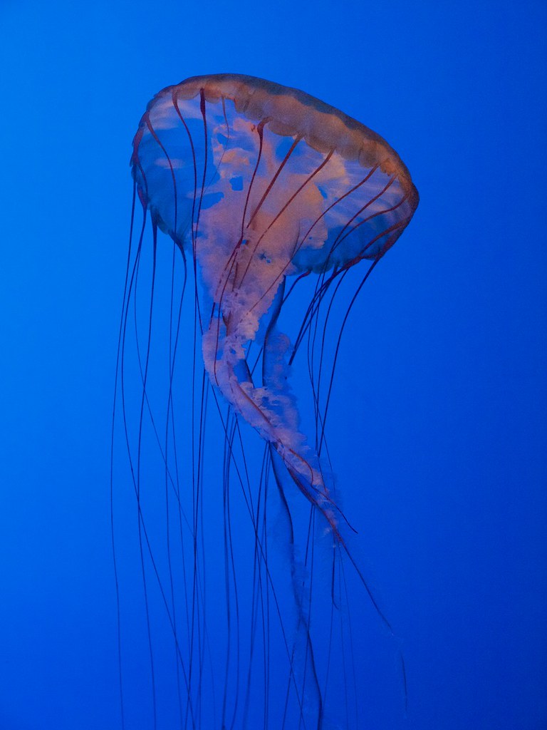 Jellyfish New York Aquarium Coney Island, NY, USA EdFladung Flickr
