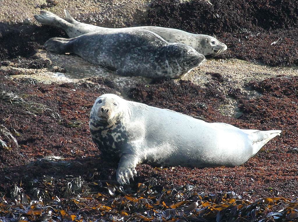 Seals at Mt. Desert Rock, Gulf of Maine 9381 stealthvader Flickr