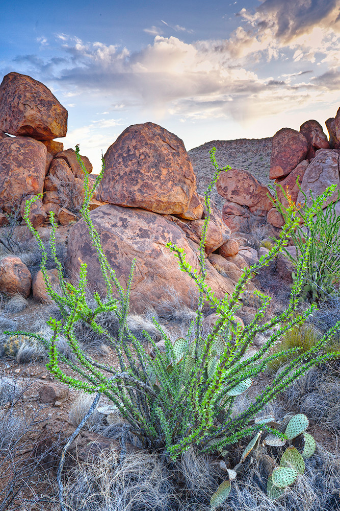 Ocotillo in the Morning Big Bend National Park Flickr