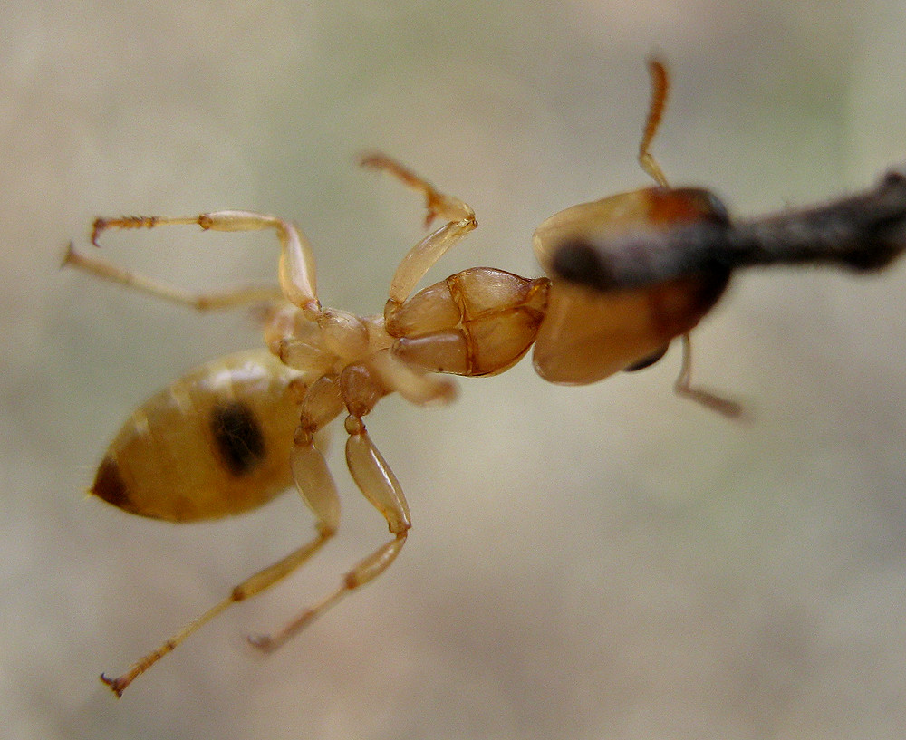 Orange ant (2) An orange ant species I found marching on a… Flickr