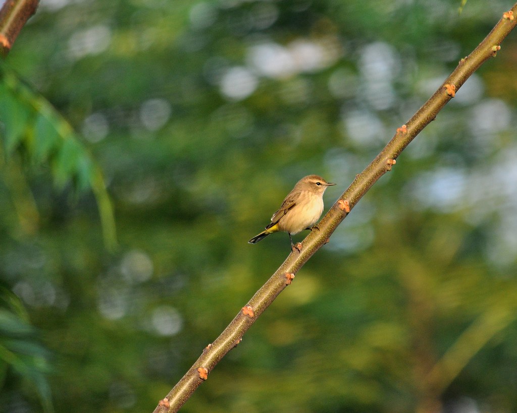 DSC_0088 Beautiful Birds out My Back Door. Frederic Knapp Flickr