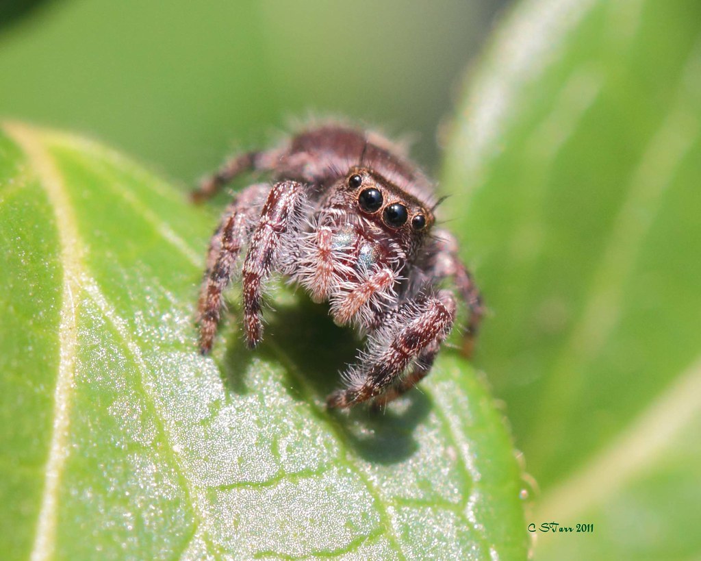 jeepers creepers where'd you get those peepers ! "friggen … Flickr