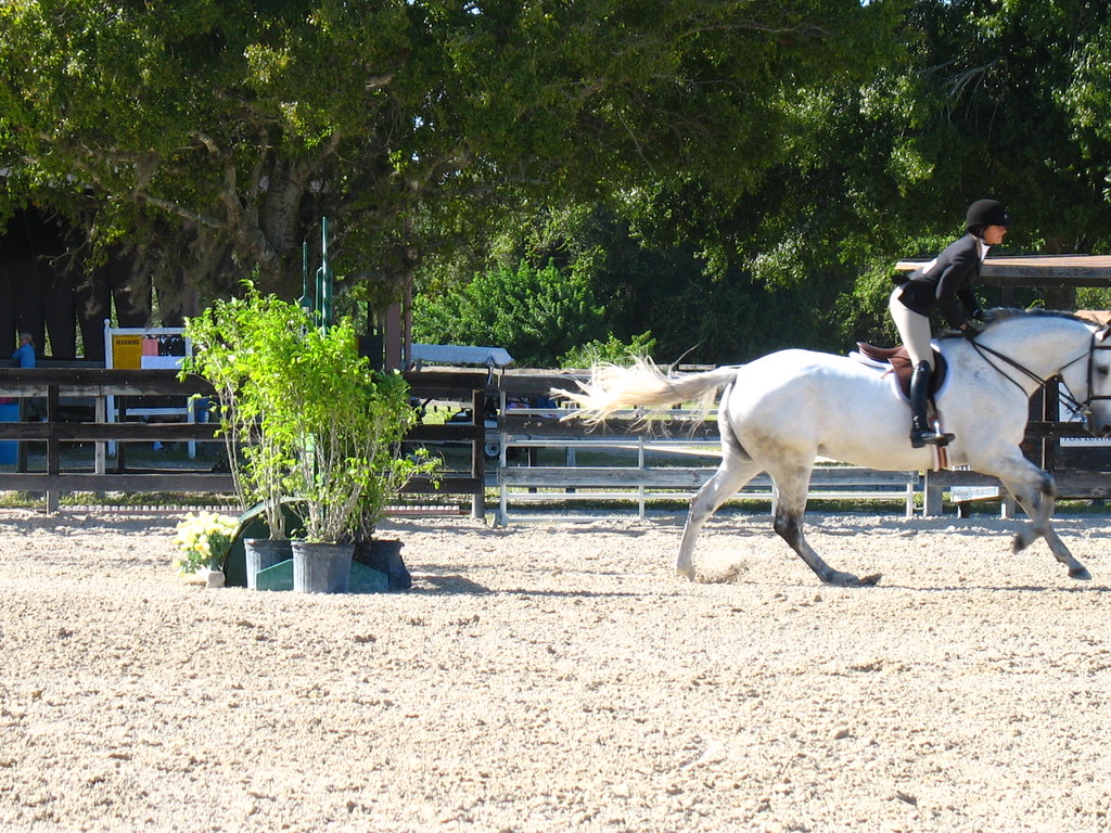 Fox Lea Farm Horse Show, Venice, Florida 11.6.2011 Flickr