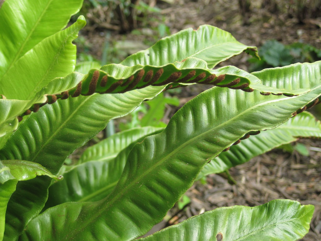 wales llanllyr garden 141 pitjies Flickr