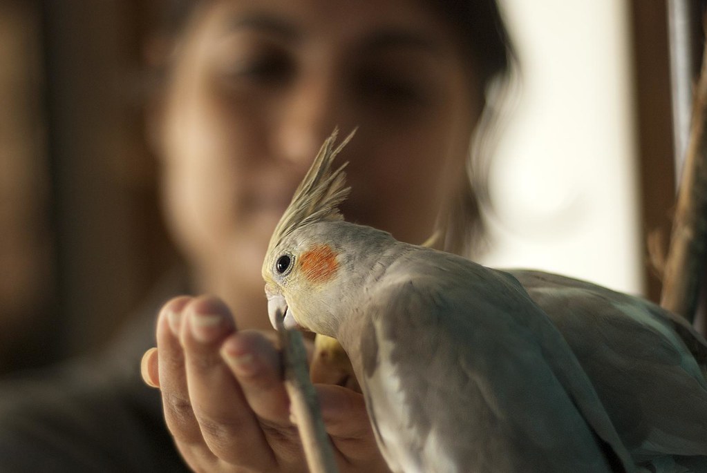 Don't bite the hand that feeds The birds are getting more … Flickr