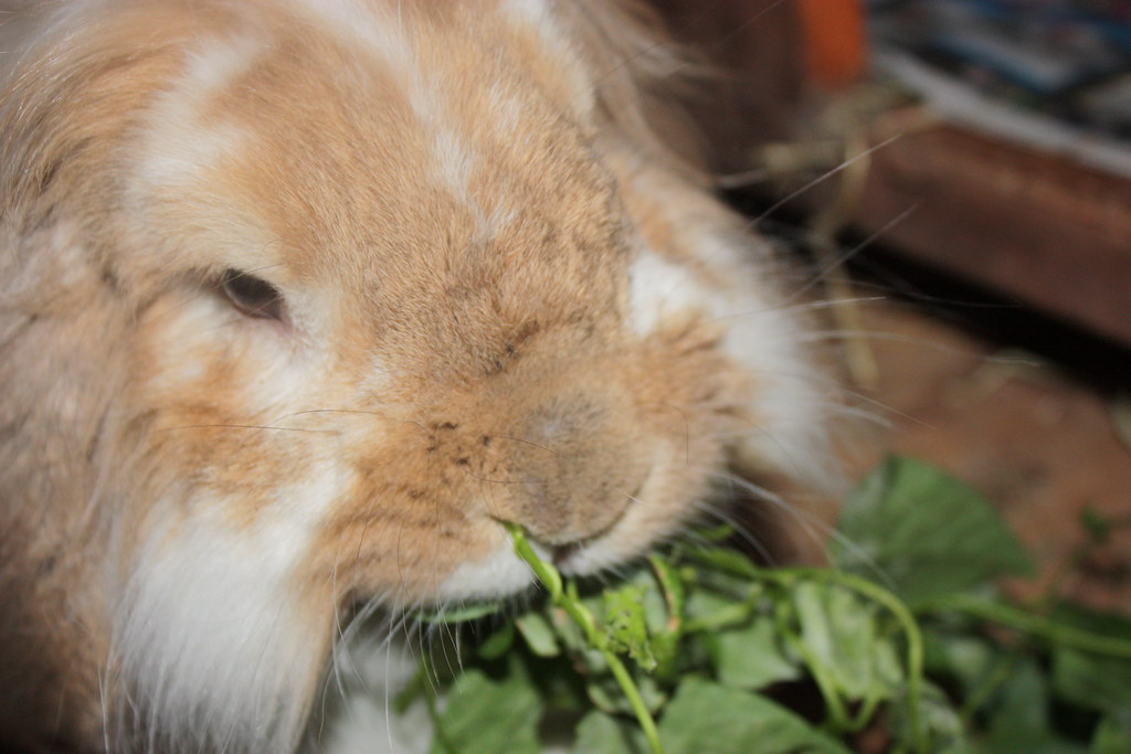 Nibble nibble nibble my rabbit, Nibbles eating his favouri… Flickr