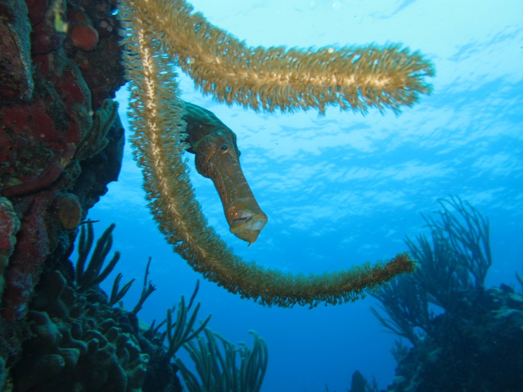 November 4, 2011 1055 Scuba Diving in St. Maarten / St. M… Flickr