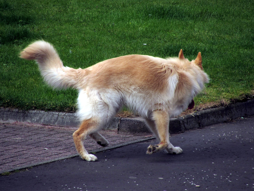Dog Light coat Day 19 LIGHT Seen in the month of September… Flickr