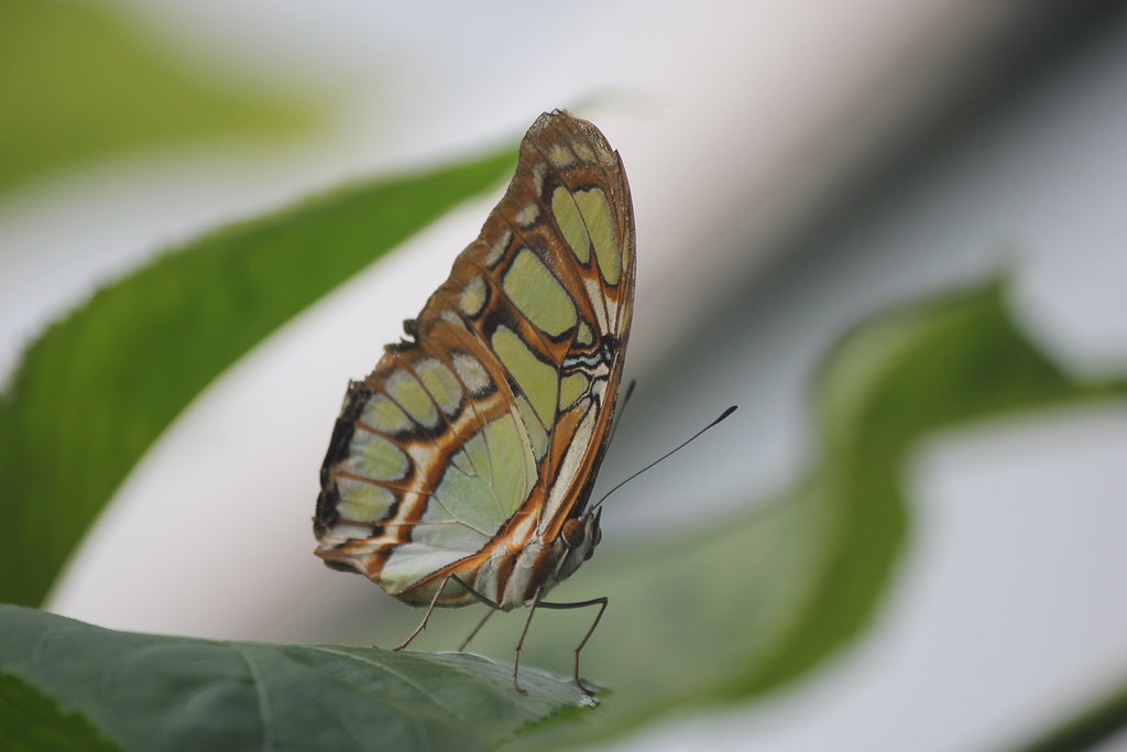 Butterfly Butterfly in captivity in Aberystwyth. Laura2309 Flickr