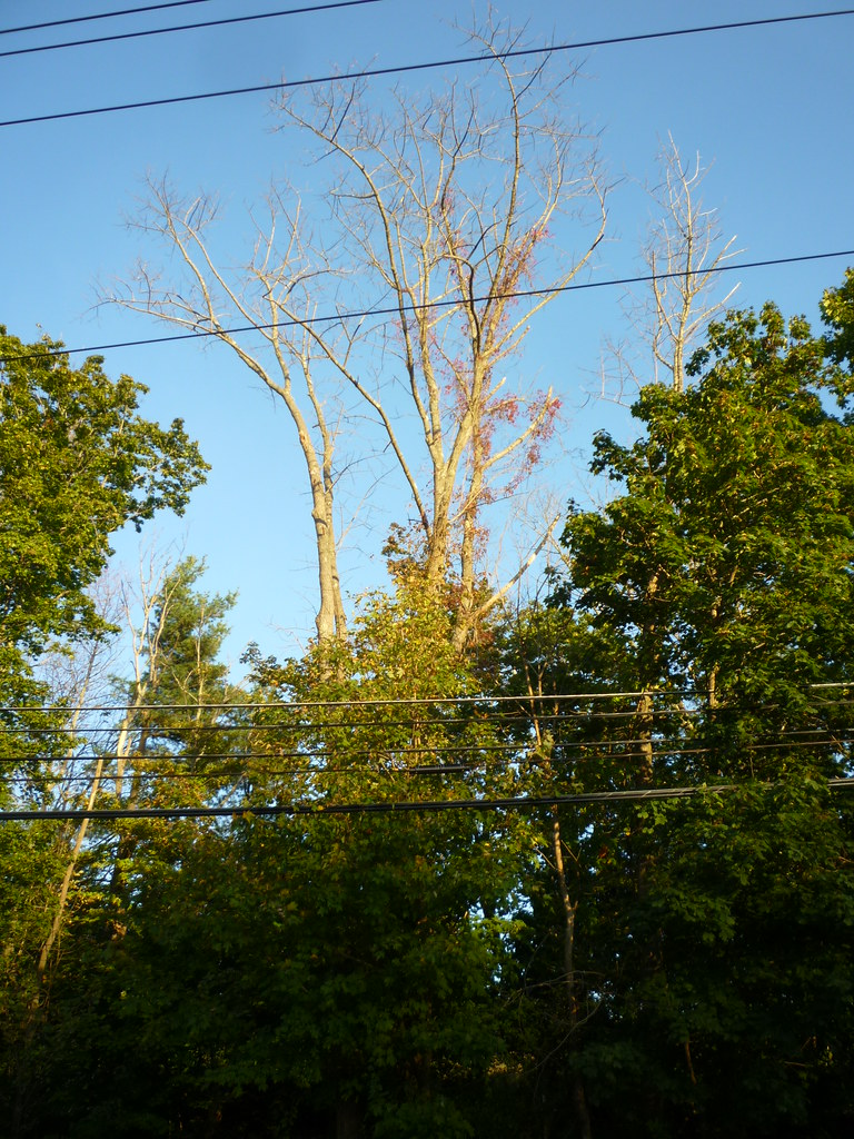 P1030501 New York Heartwoods Flickr