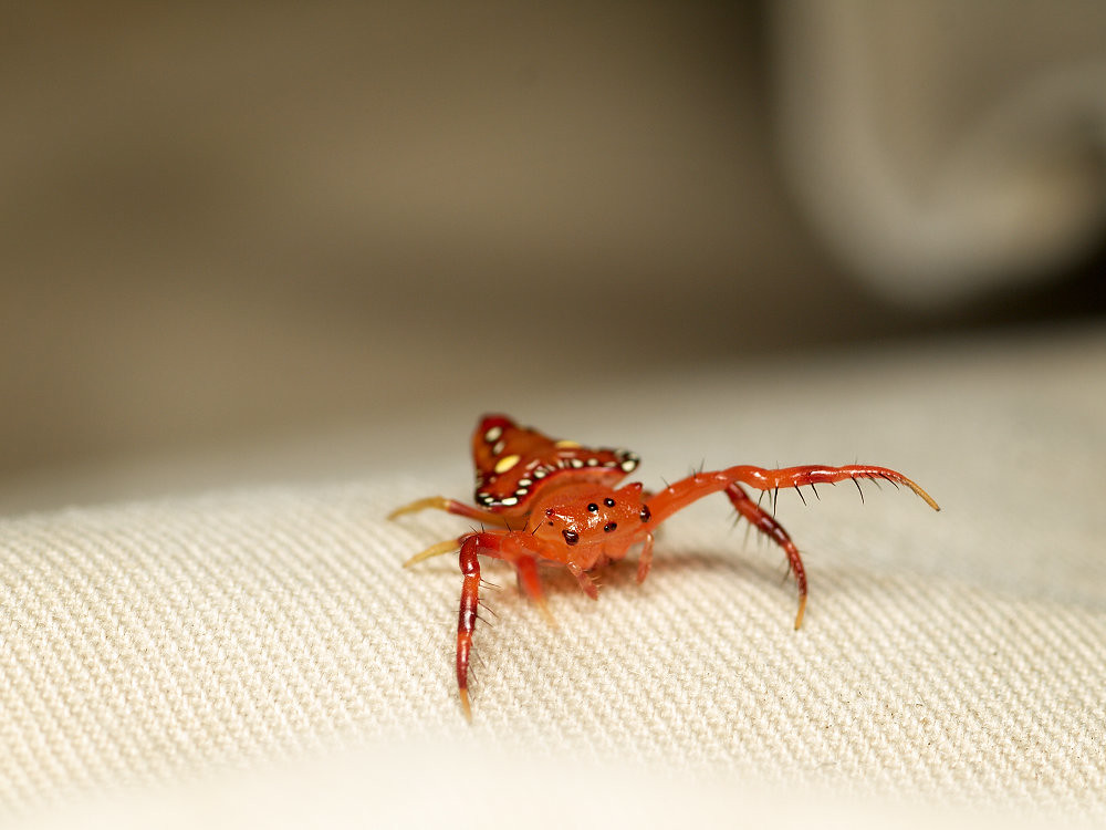 Triangular_spider1 Triangular spider, Arkys lancearius. I … Flickr