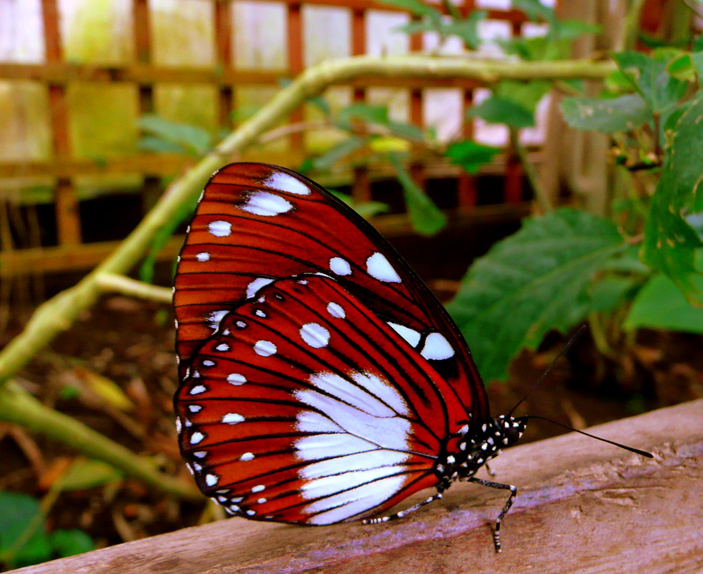 Resident of Butterfly House, Stratford. ormandy51 Flickr