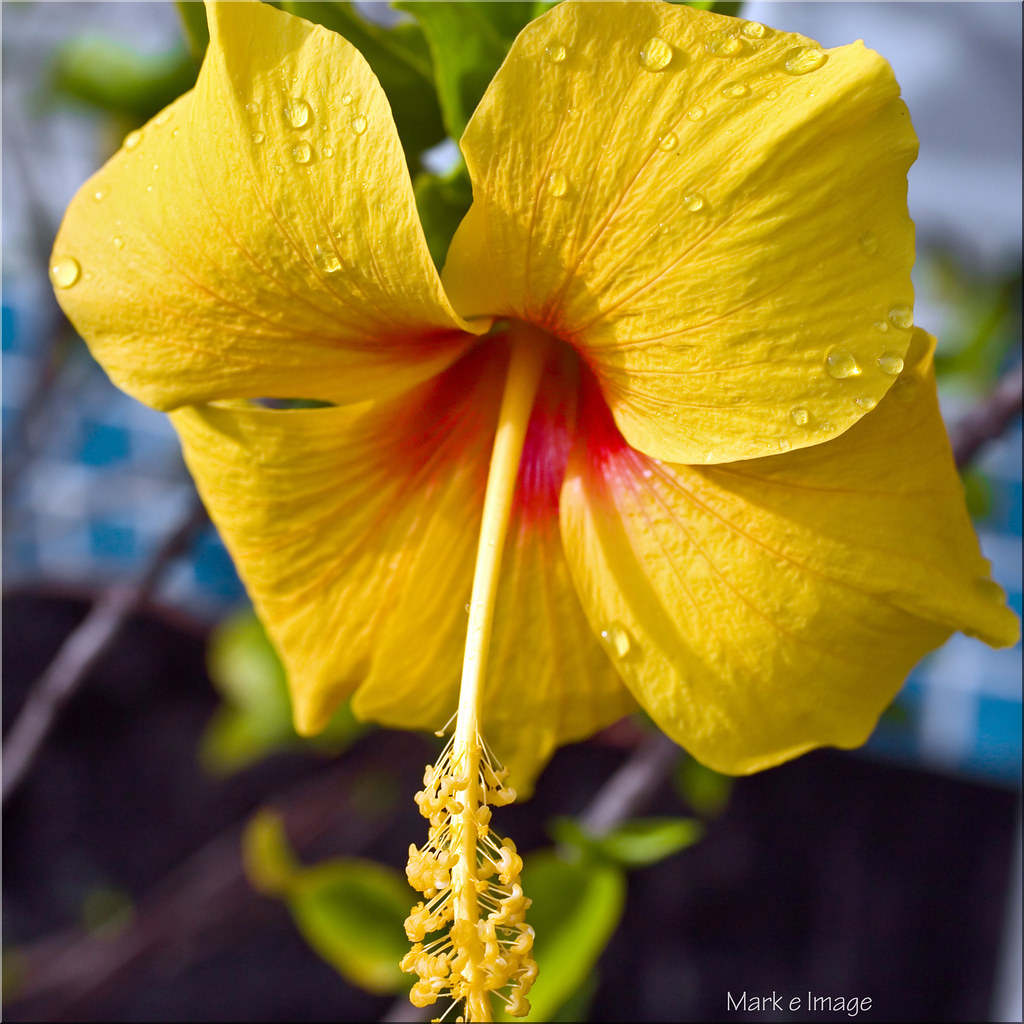 Yellow Hibiscus, Hawaii State flower at Absolute Paradise Flickr