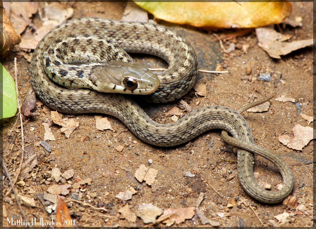 Thamnophis s. sirtalis This juvenile eastern garter snake … Flickr