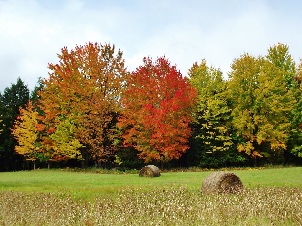Fall colors, Elderon Wisconsin My vacation in Wisconsin Flickr
