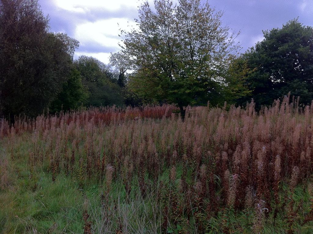 Monken Hadley Common Taken with iPhone Camera HDR. John Keogh Flickr