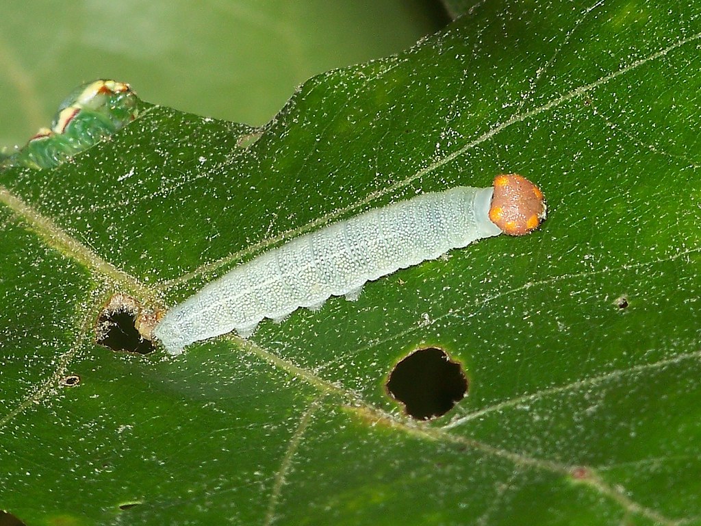 horace's duskywing caterpillar 100814 1009168 barb walker … Flickr