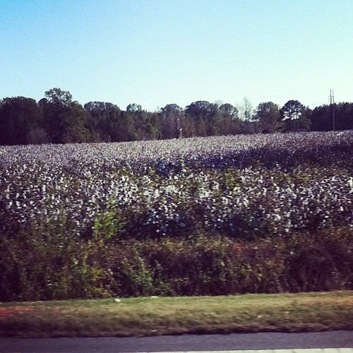 NC cotton fields Joni Moore Flickr