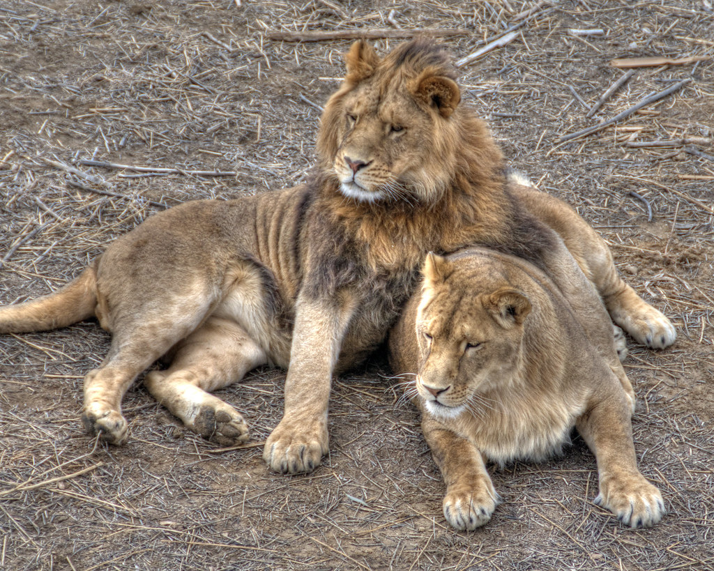 Lion Around Wild Animal Sanctuary in Keenesburg, Colorado … Flickr
