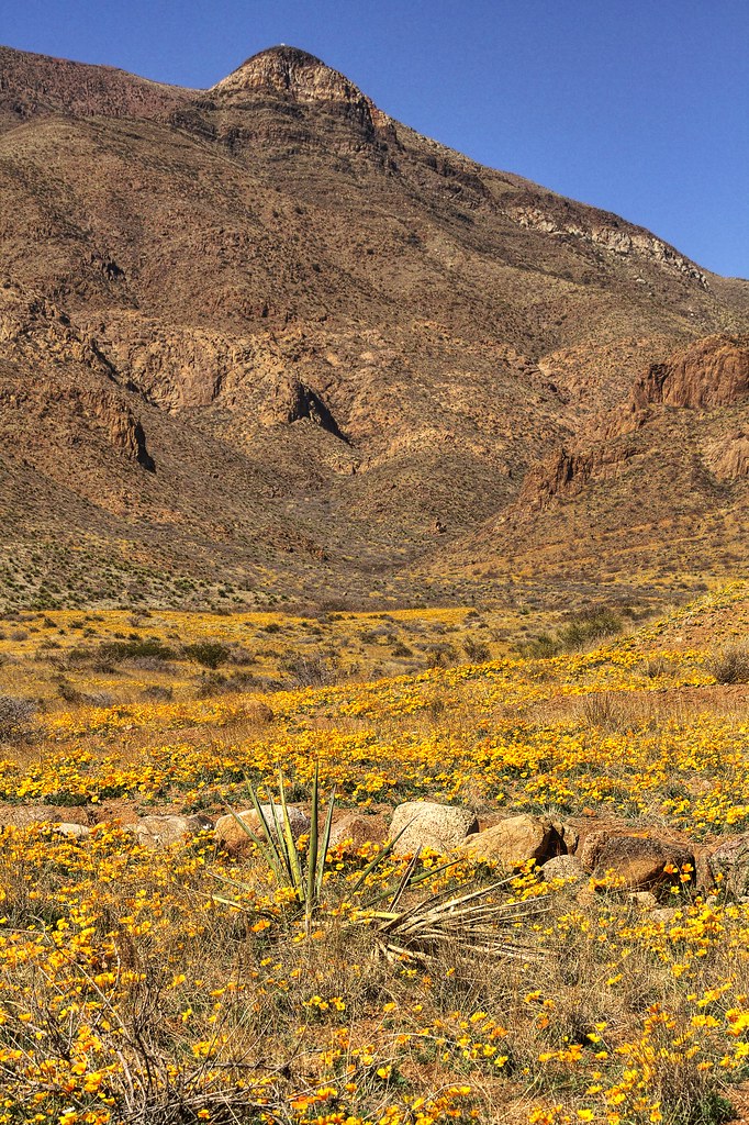El Paso's Annual Poppy Display Franklin Mountains El Paso,… Flickr
