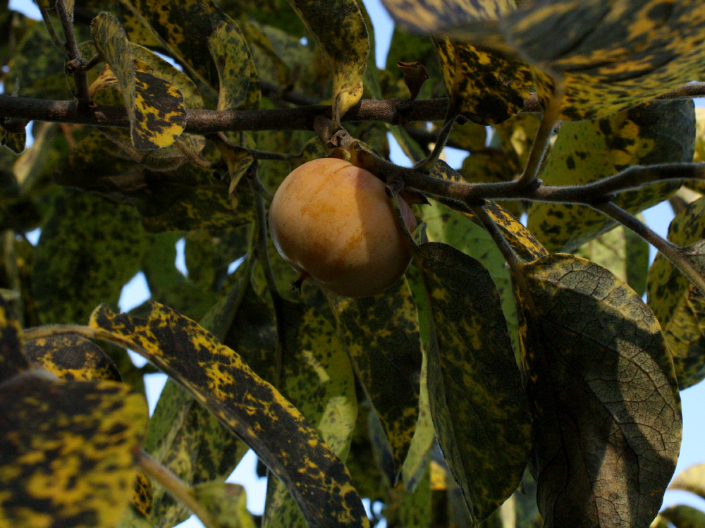 Persimmon Ainsworth, Indiana, October 2011. Ainsworthiana Flickr
