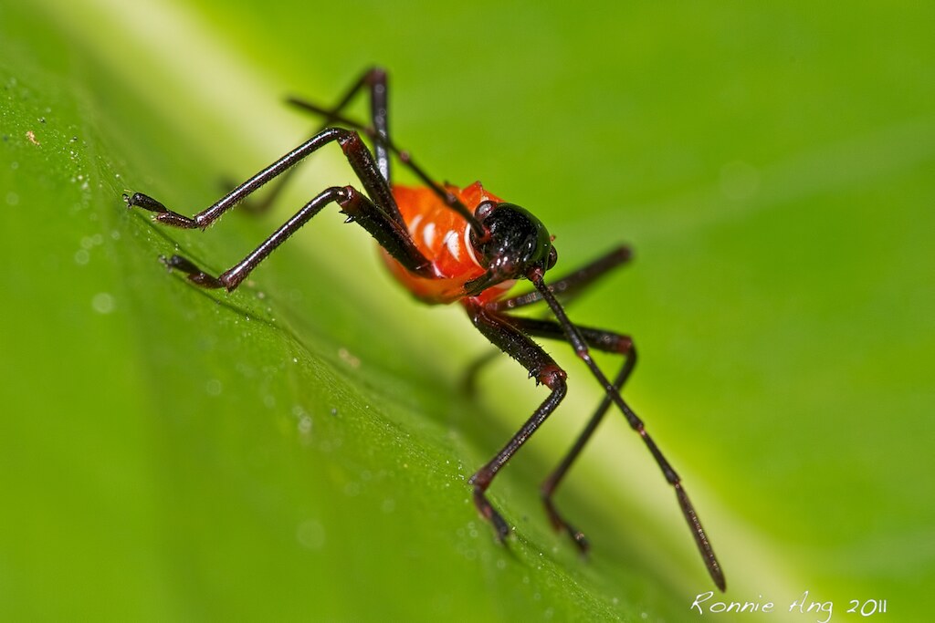 Juvenile Assassin Bug Ronnie Ang Flickr