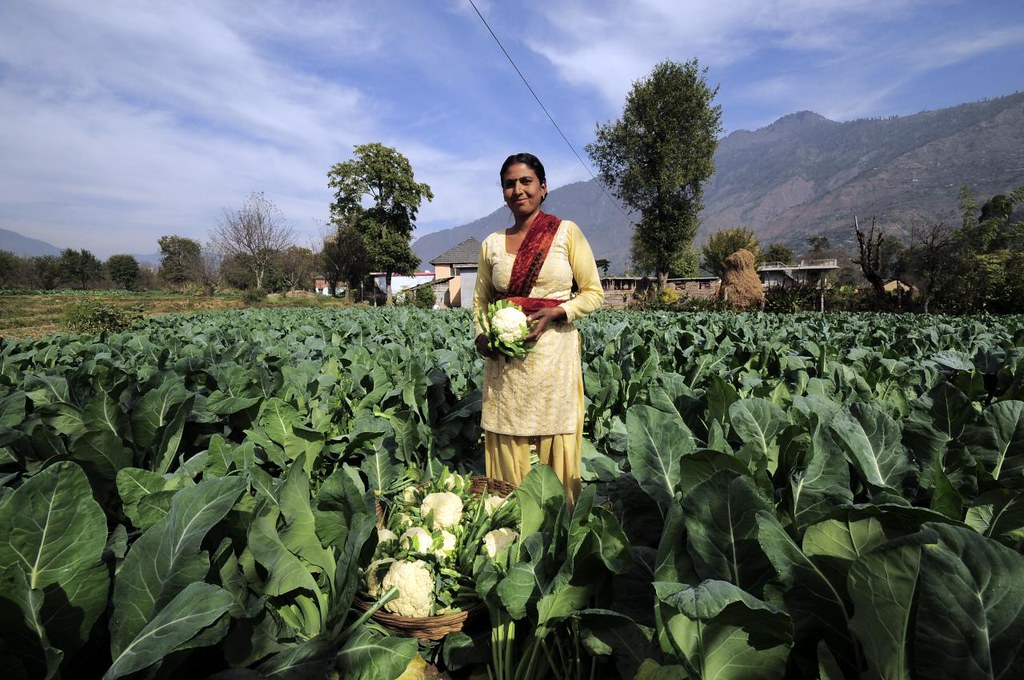 Himachal Pradesh 80 A farmer harvests this season's caulif… Flickr