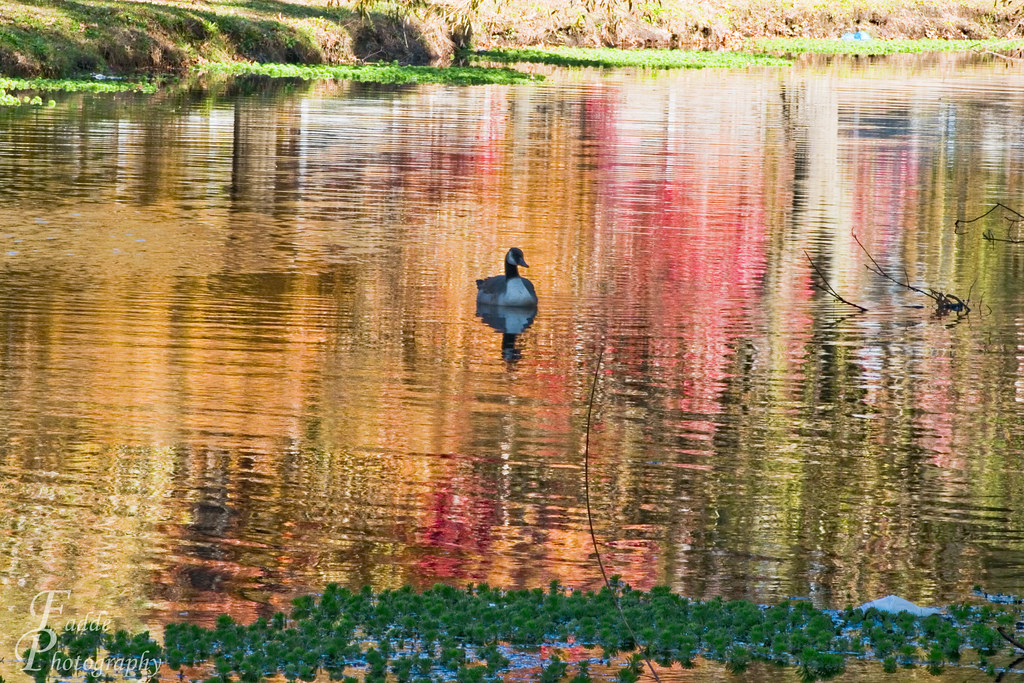 Mill Road Park_0012_sig Joie Fadde Flickr