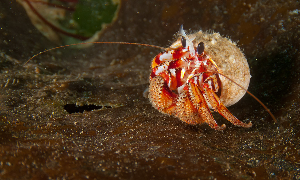 Black Eyed Hermit Crab Dan Hershman Flickr