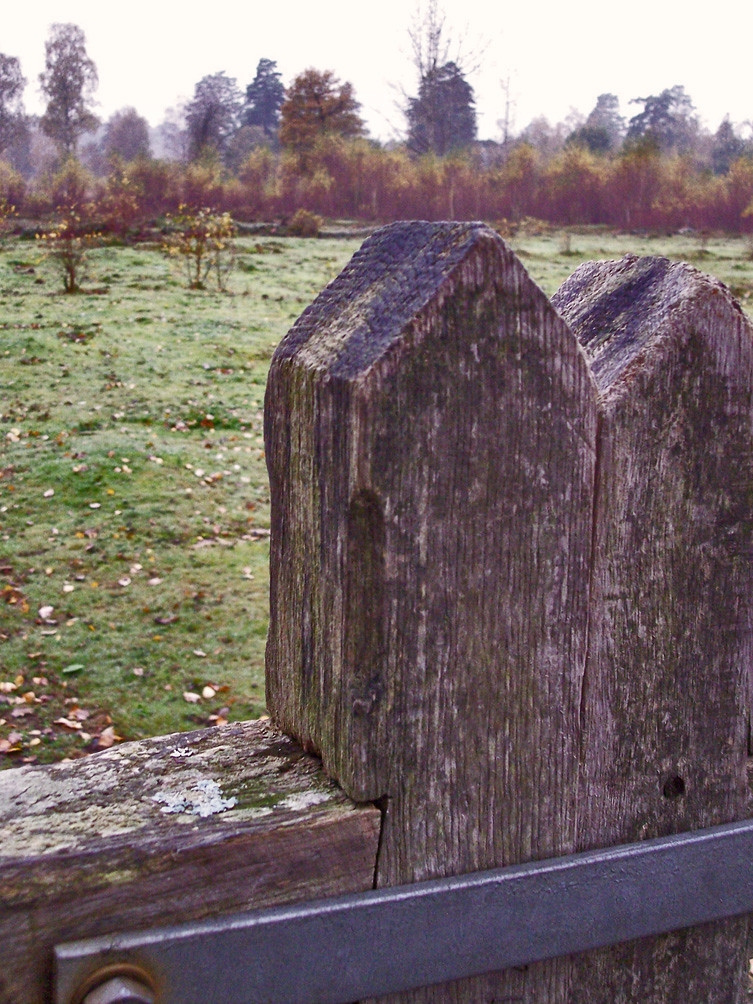 Witley Common Flickr