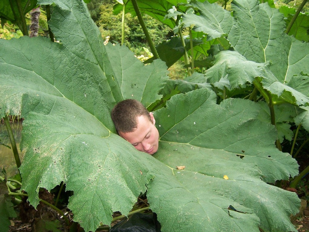 Exotic plants bef2583 Flickr