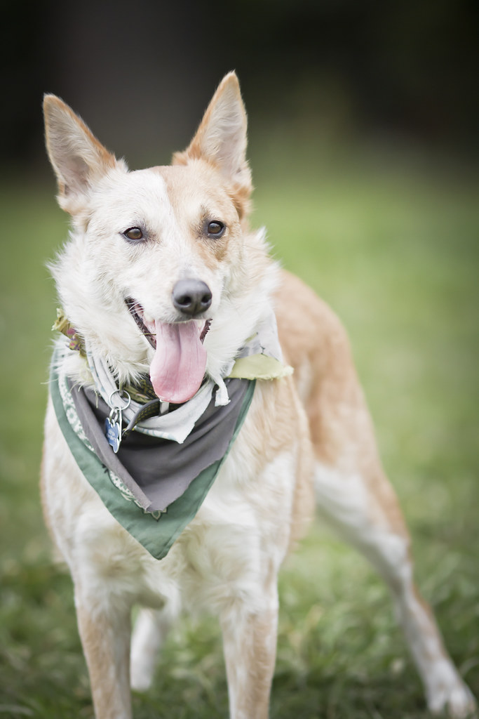 Curry Dog Adam Smith Flickr