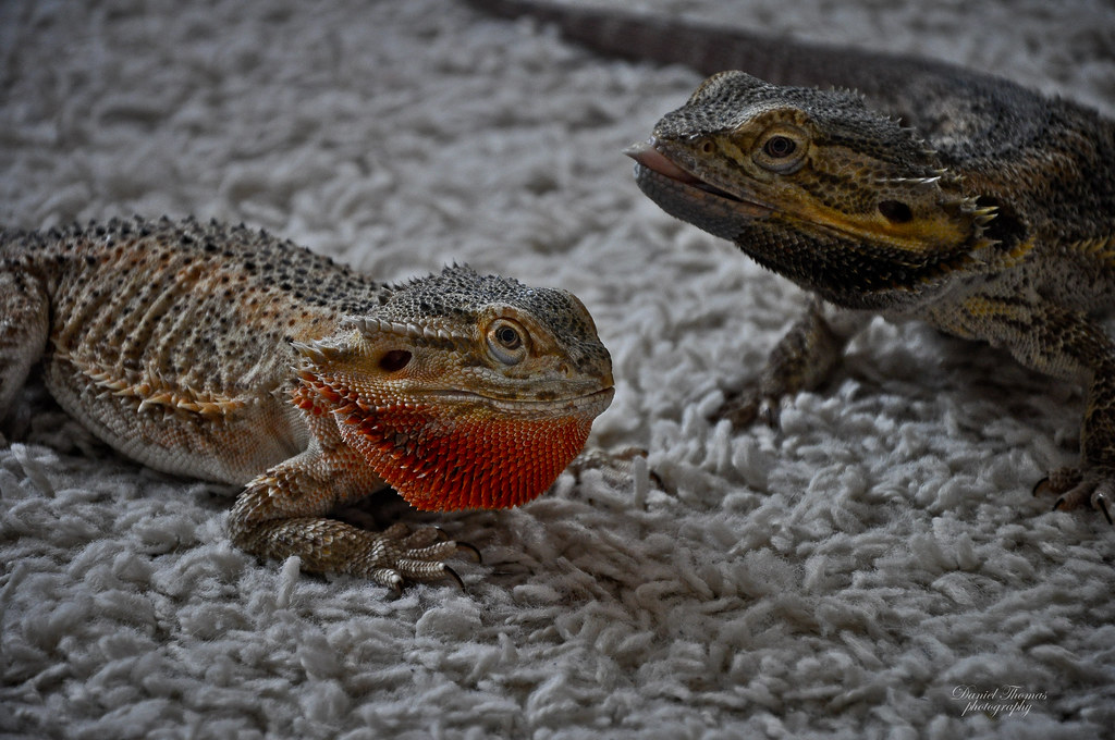 male bearded dragon