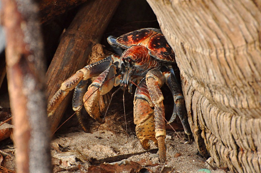The Robber Crab From Wikipedia The coconut crab, Birgus la… Flickr