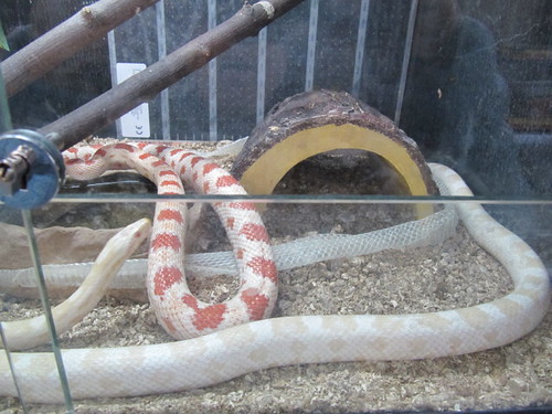 Albino Corn Snakes And a skin that had just been shed by t… Flickr