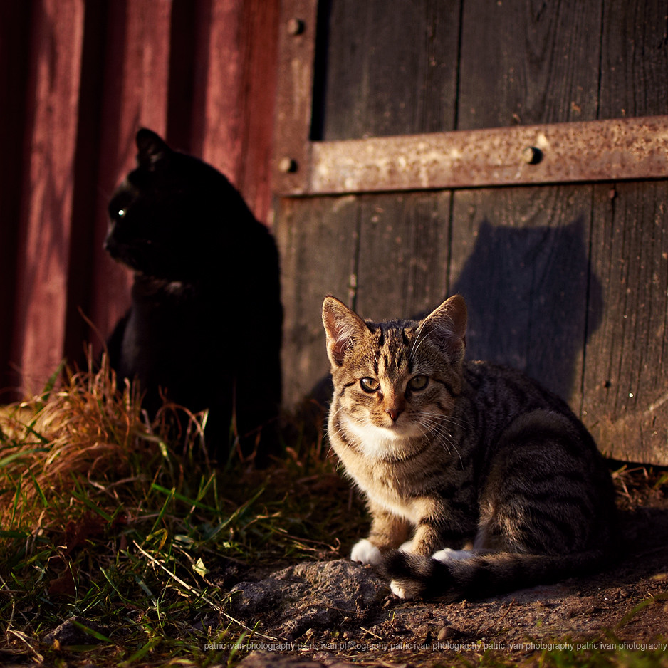 Outside the barn The cats. Again. I´m ill, with a flu or s… Flickr