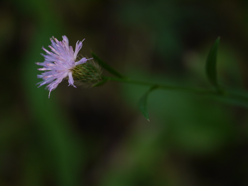Brahmadandi (Marathi ब्रह्मदंडी) Asteraceae (aster, daisy… Flickr