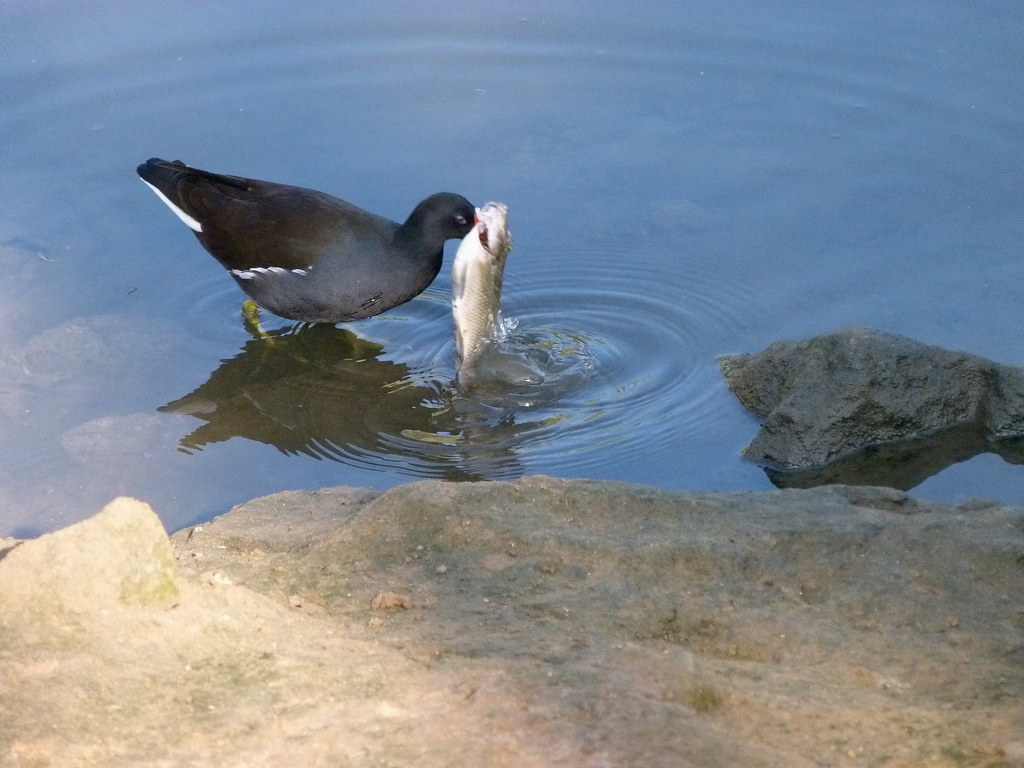 15102011moorheneatingfish Feauteaupreauveau Flickr