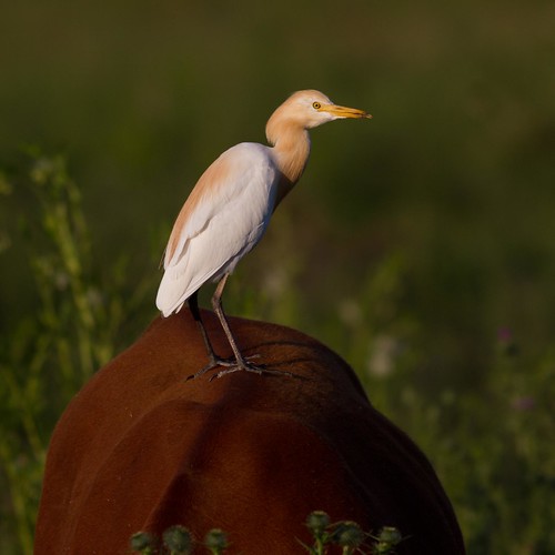 Cattle Egret Peter Flickr
