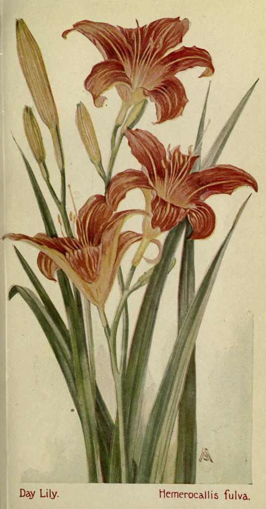 n94_w1150 Field book of American wild flowers New York,Put… Flickr