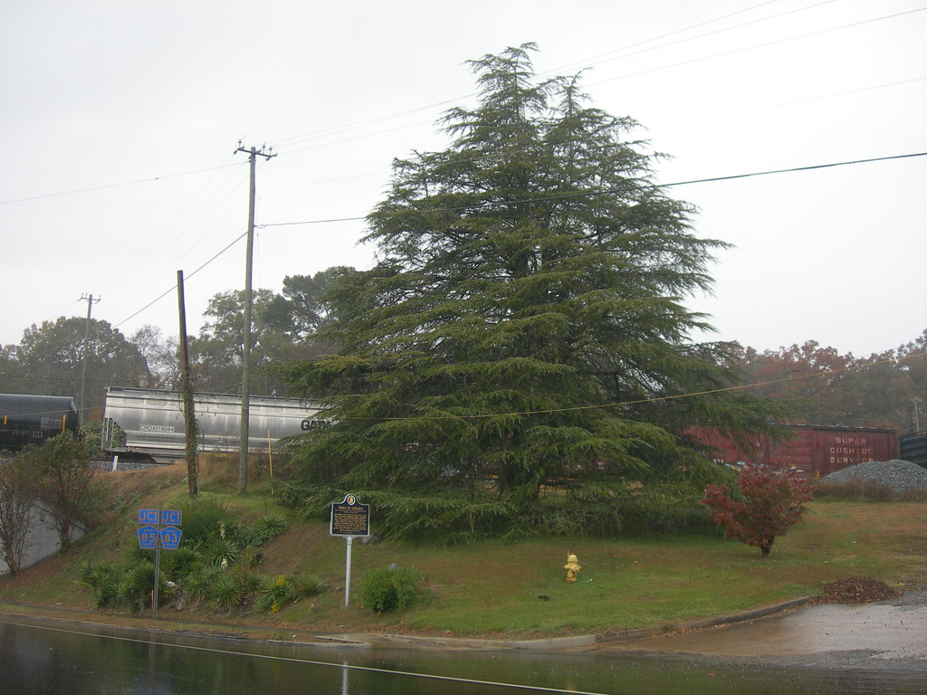 Alabama's Largest Live Decorated Christmas Tree Vincent, A… Jimmy